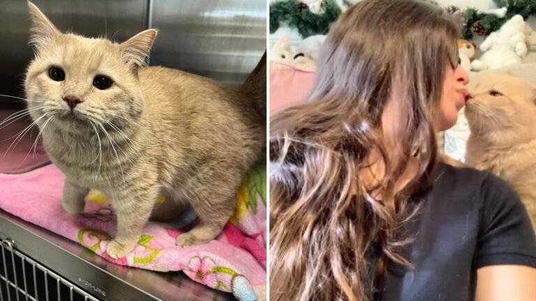 One Purr Was All It Took for a Veterinary Assistant to Fall in Love With Her Deaf Cat Patient