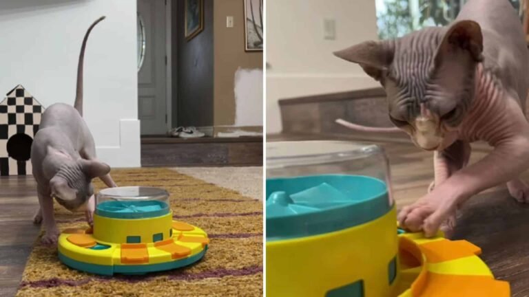 Meet the Sphynx Cat Who Proves He’s a True Puzzle Master