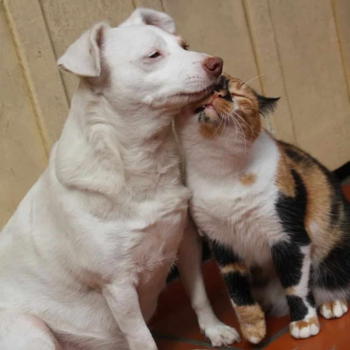 white dog and cat