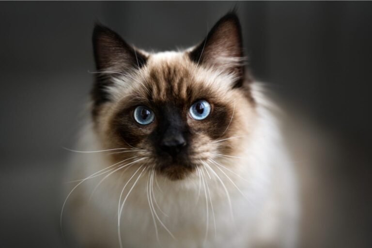 10 Ragdoll Cat Behavior Problems and Solutions