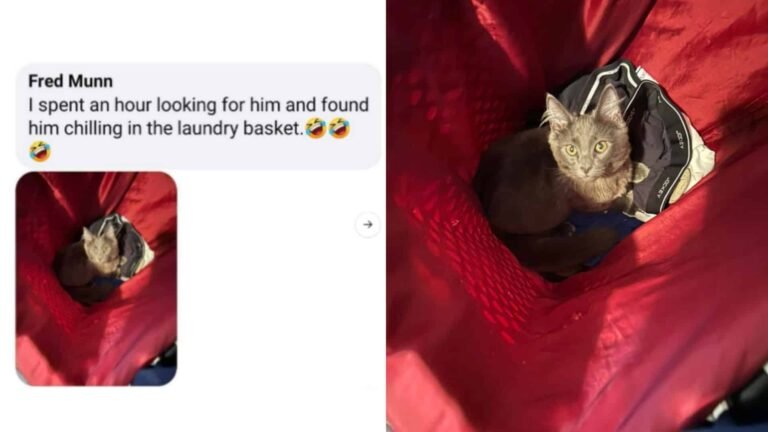 19 Funny Cat Stories