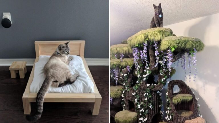 20 Spoiled Cats Living Their Best Lives