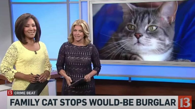 Family Cat Stops a Would-Be Burglar