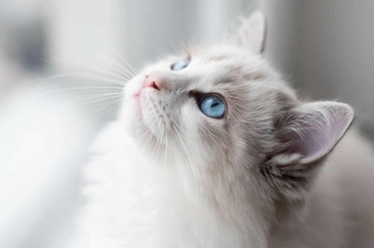 Blue Bicolor Ragdoll Cat