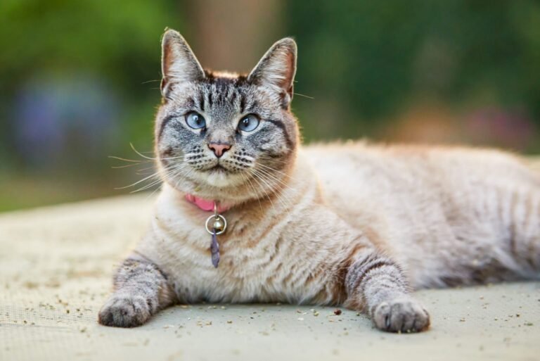 Cross-Eyed Siamese Cats: Why It Happens