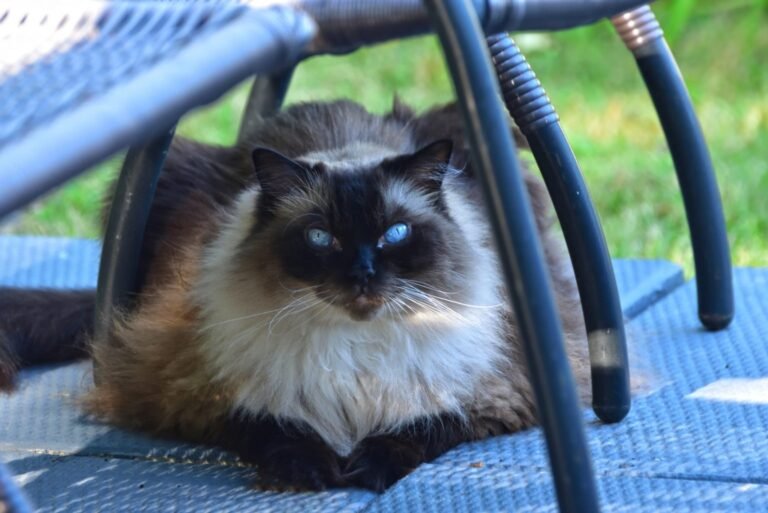 Chocolate Point Ragdoll Cat