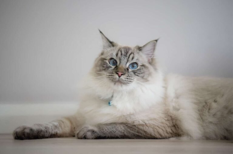 Seal Lynx Ragdoll Cat